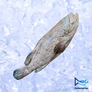 Sabah Grouper Whole Fish 石斑 Ikan Kerapu