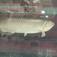 Ikan Hias Arwana Jardini Red Pearl Jumbo Morningbreeze13