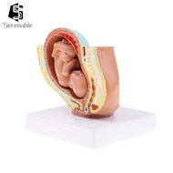 [Serenable] Lifesize 9th Month Pelvis Section Fetus Models Human Fetal Development Model