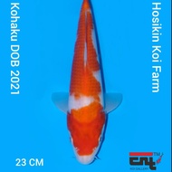Ikan Koi Import Kohaku farm Hoshikin (2)