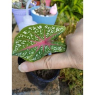 红心彩叶 Caladium - - - red middle leaf plant