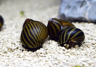Zebra nerite snail algae eater