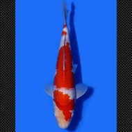 Ikan Koi Kohaku Import Jepang Sertifikat Maruyama Koi Farm Code 59