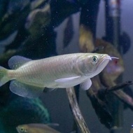 ikan arwana Jardini 20-23 cm / ikan hias predator