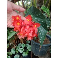 Polka Dots/Maculata Begonia Live Plant