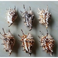 / shell shell shell shell shell shell craft