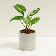 熊貓合果芋│泥作系列│福所栽