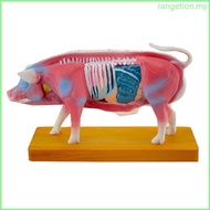 RAN Pig Anatomy Model for Acupuncture and Moxibustion Animal Anatomy Model Pig Anatomy Model Organs 