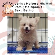 Jual Anjing Maltipom Mix Mini Pom Anakan Anjing Maltese Mini Pom
