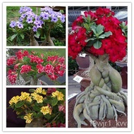 Desert Rose Seeds Desert Rose Seeds Four Seasons Easy Planting Living Indoor Balcony Courtyard Potte