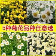 現貨 快速發貨 2到3天發貨  新采摘菊花種子杭白菊胎菊種子黃菊貢菊金絲黃菊種子野菊花