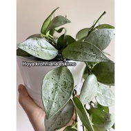 Hoya krohniana eskimo