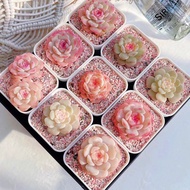 3330 People Praise Noble Noble Goods Candy Heart Pure Love Succulent Ice Soul Velvet Queen Combinati