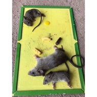 [Hoàn Tiền 10%] Combo 10 tấm keo siêu dính chuột - gián diệt chuột hiệu quả chính hãng Đại Việt bẫy 