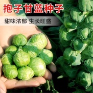 Holding Seeds Kale Spores Kale Seeds Seeds Vegetable Seeds Small Head Vegetables Small Cabbage Rolle