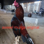 telur ayam aseel murga pukul saraf