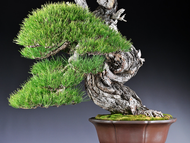 Austrian black pine plant seed