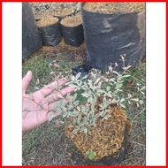 ☇◑ VARIEGATED AFRICAN TALISAY PLANT (SMALL)