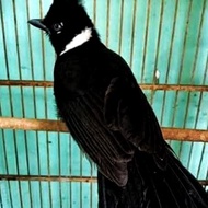 BURUNG CILILIN HITAM