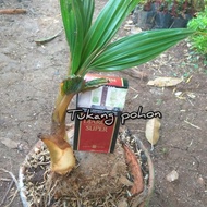 Berkualitas / bibit bonsai pohon kelapa-bibit kelapa hijaw