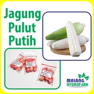 Benih Jagung Pulut Putih Unggulan ketan berkualitas biji bibit hydroponik hidroponik tanaman pot tanah