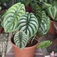 Spesial Tanaman Hias Alocasia Cuprea / Alocasia Tengkorak / Indoor