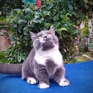 Kucing Munchkin British Shorthair / Kucing Kaki Cebol Bsh -Greta Mae