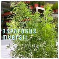 H2O - Asparagus Myersii / 狐尾天门冬 / Indoor Plant / Live Plant