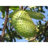 Siamese custard apple tree with big fruit and few seeds. COCONUT grafted TREE (real photos last 3 pi