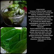 Daun cincau - Daun cingcau - Daun herbal - 1kg kondisi segar