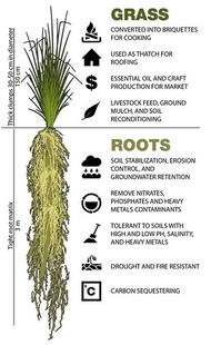 300pcs//Vetiver Grass Per Slips/Stalk Only for Slope protection//The plant helps to stabilise soil a