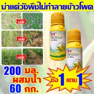 🌽กำจัดวัชพืชใน1วัน🌽 ยาฆ่าหญ้าในป่าข้าวโพด ฆ่าหญ้าข้าวโพด ยาชุดข้าวโพด เข้มข้นสุด100ML  นิโคซัลฟูรอน4