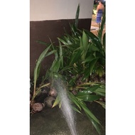 anak benih kelapa matag f2