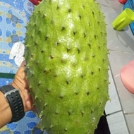 Baja buah pokok durian belanda NPK 3IN1 LENGKAP (PEK 700 GRAM)