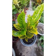 PUDING PENYU PUDING KUBIS CROTON LIVE PLANT POKOK HIDUP