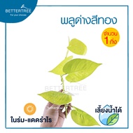 พลูด่างสีเหลือง (จำนวน 1 กิ่ง) Golden pothos  เลี้ยงน้ำได้  ต้นไม้ฟอกอากาศ พลูด่าง