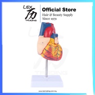 A400 - Model Anatomi Jantung Manusia 2 Bahagian | A400 - Human Heart 2 Parts Anatomy Model