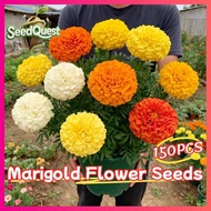 100% Original 150pcs Mixed Color Marigold Flower Seeds for Planting Flowers Dwarf Marigold Flower Fl