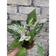 Caladium thai beauty/ Keladi thai hybrid with many bulbs live plant