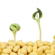 edamame microgreen sprouting seed -limited-400g