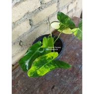 Ready Stock Variegated burle marx philodendron,live plants,tanaman Hiasan, Landscape, Caladium,Monst