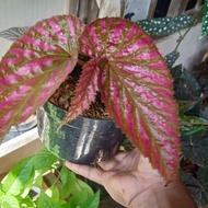 Tanaman Hias Bunga Begonia Rex Walet 1-3 Daun || ANUGRAH PLANTS