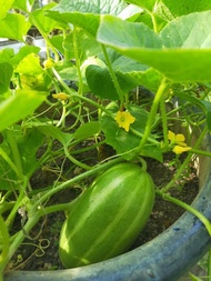 100g Fruit booster steel, lazy tree steel bear fruit sprinkles 2x moons results can be seen slps 2-4