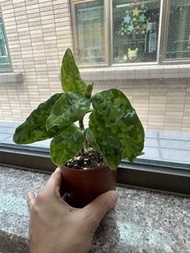 迷你安曼達迷彩粗肋草