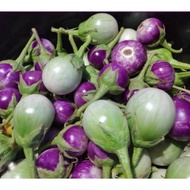 🍆10 Biji Benih🍆Thai Terung Bulat/Panjang Kecil Thai Eggplant 泰国圆/长小茄子种子