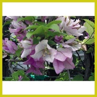 ∨ ▲ ∦ Bougainvillea cuttings