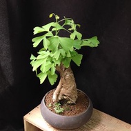 銀杏老樹 盆景   連紫砂花盆 plant  Bonsai 植物 盆栽 Ginkgo  tree 銀杏樹【實拍。只此一盆】👑9年五星老店
