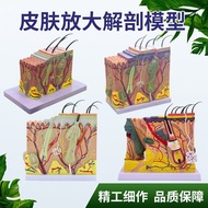 Organizational Model 70 Times 35 Times Structure Model Magnify Anatomy Medical Beauty Shaping Skin H