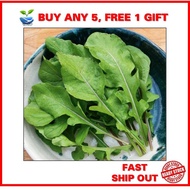 100++ biji benih GARGIR /GARGIL /JARJIR / ARUGULA SEED / WILD ROCKET / BAYAM ARAB repacked seeds (an