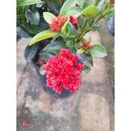 SNT / pokok ixora crimson star / Vietnam ixora / pokok tahan panas